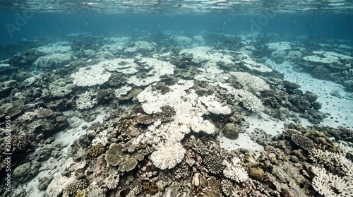 Coral Bleaching in Tropical Ocean: A stark underwater scene reveals the devastating effects of coral bleaching, with bleached coral formations stretching across the seabed under clear blue water.