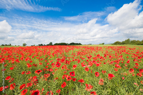 Field of poppies on the island of Møn in Denmark