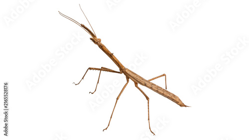 Foto A brown stick insect walking stick bug isolated on transparent background