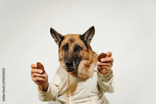 Obraz na płótnie German Shepherd poses in a hoodie while holding dried bull testicle treats in human hands