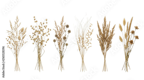 Collection de six bouquets de fleurs séchées et herbes sauvages aux tons beiges naturels, isolés sur un fond blanc pur pour des compositions florales élégantes et minimalistes.