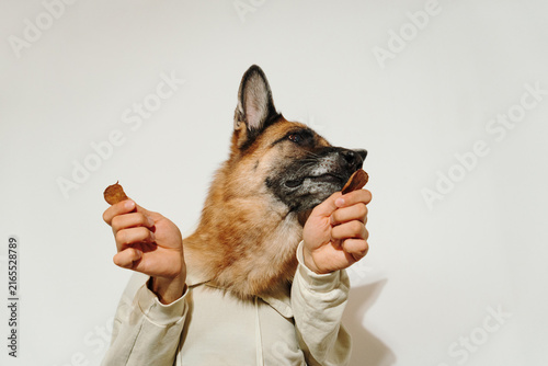 Bild auf Leinwand German Shepherd poses in a hoodie while holding dried bull testicle treats in human hands