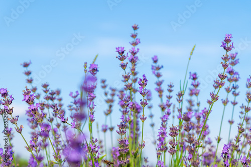Obraz na plátne Lavender stems swaying in gentle breeze in open field