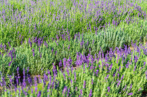 Foto Lavender plants flowering and swaying in cultivated field rows