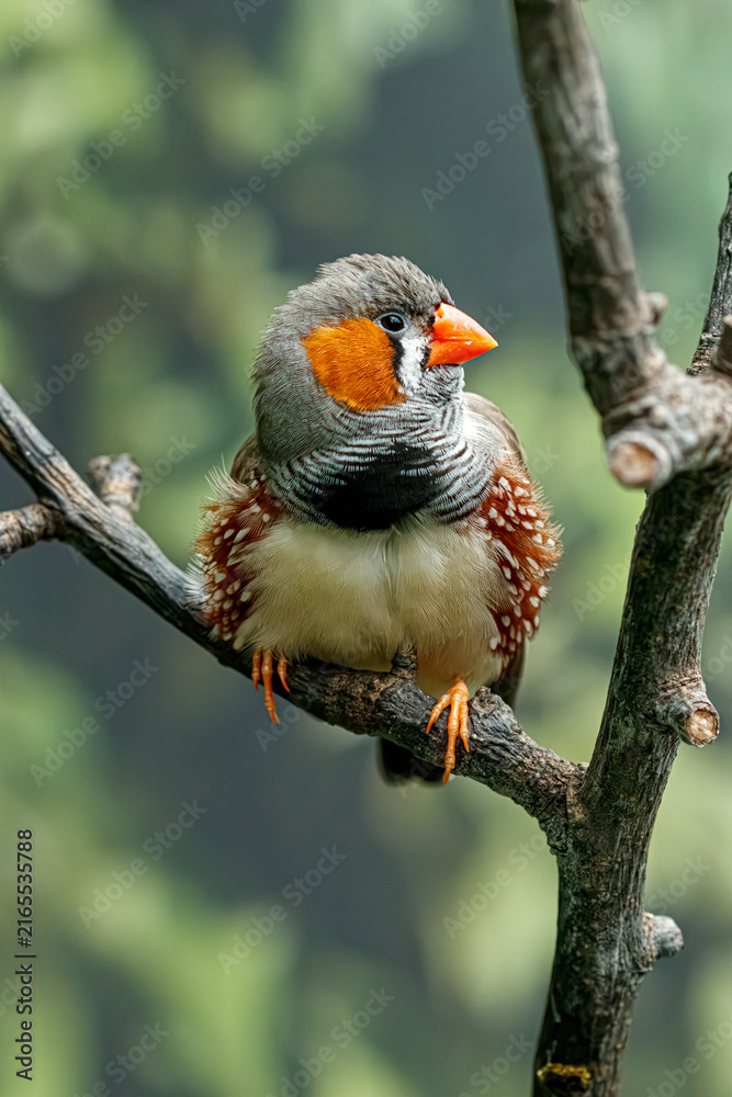 Naklejka premium Male zebra finch bird perched on tree branch close up macro view