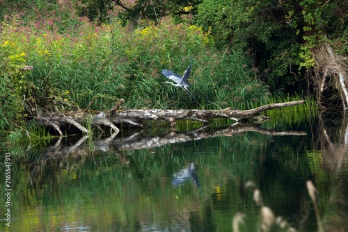 gray heron on flight