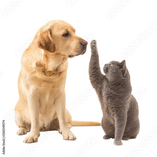 A friendly Labrador Retriever sitting and a grey British Shorthair cat raising a paw to play together, set against a transparent background.