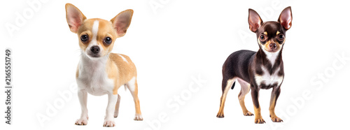 Two small Chihuahua dogs stood alone side by side, gazing straight ahead onto a transparent floor.