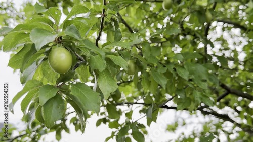 Green unripe mirabelle plums hanging on the branch of the tree in a natural outdoor setting 