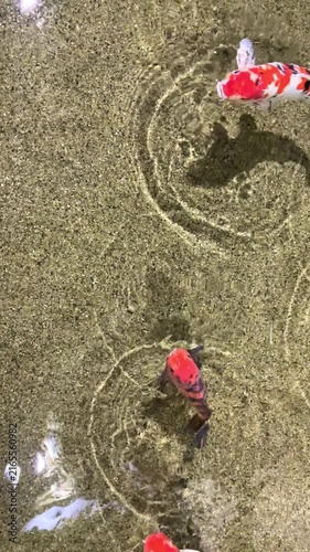 A vertical video with fish in the water, colorful carp.