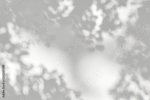 Abstract soft leaf shadows framing white wall backdrop