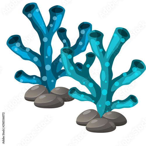 Foto Blue seaweed