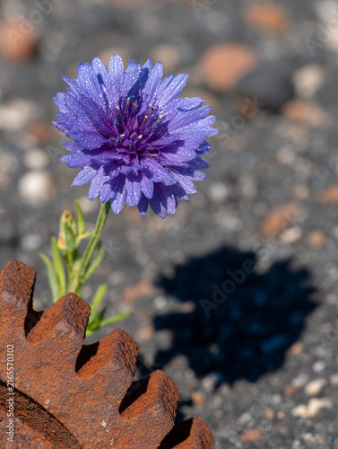 Single Blue Cornflower Blooming Next to a Rusted Iron Gear Outdoors