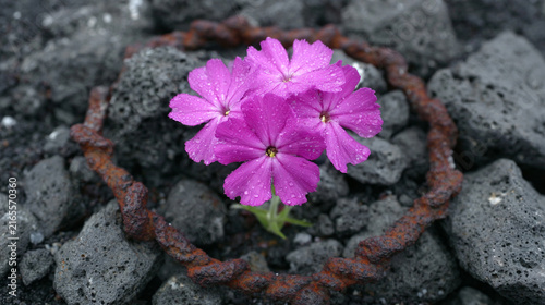 Vibrant Purple Flowers Growing Through a Rusty Metal Ring on Dark Rocks