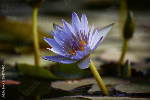Cuadro en lienzo purple water lily in  pond