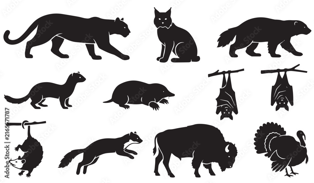 Obraz premium Collection of black silhouettes of wild predators, mammals, and birds including cougar, bobcat, wolverine, mole, bat, opossum, bison, and wild turkey isolated on white.