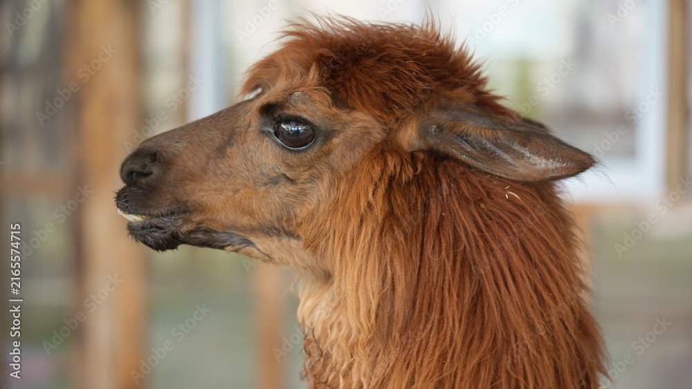 Obraz premium A close-up profile of a beautiful brown alpaca