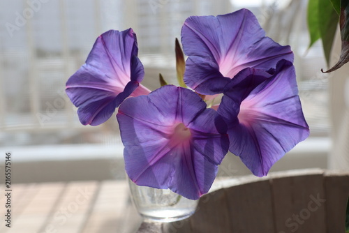 Cuadro en lienzo Ryukyu morning glory petals translucent in the sunlight
