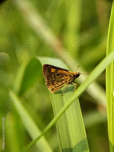 Konstfotografi Close-up macro photograph of a golden-brown skipper butterfly resting on a green