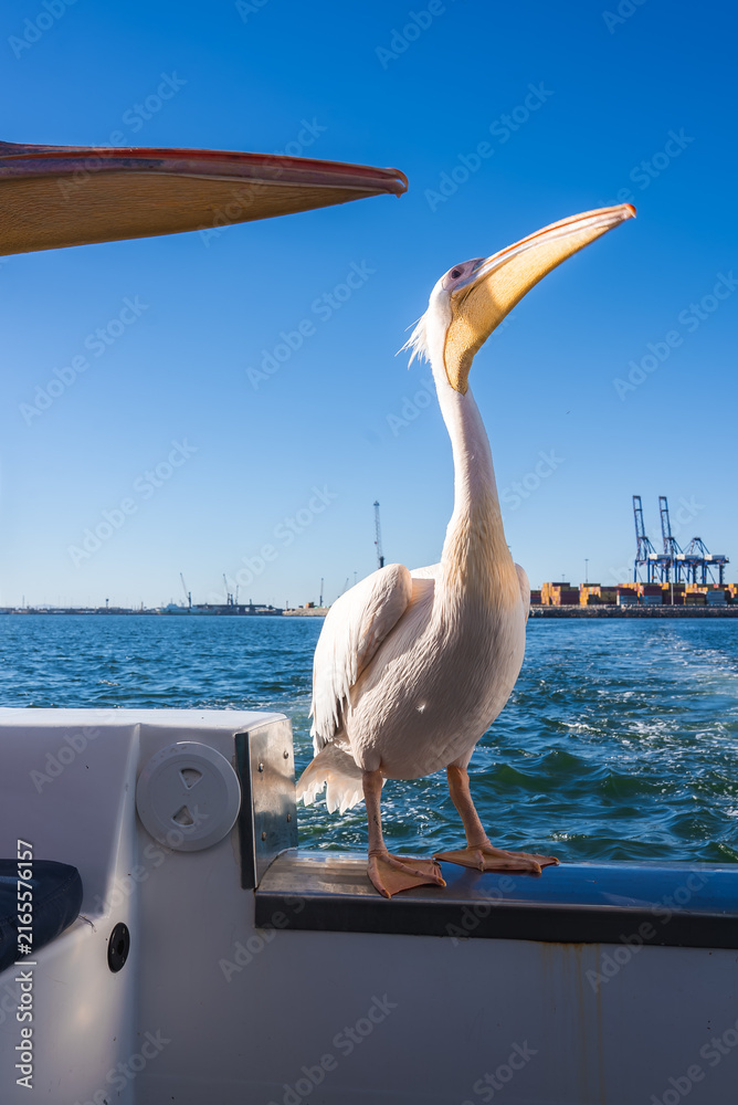 Naklejka premium A great white pelican perches on the side of a boat while sailing near Walvis Bay harbour in Namibia under clear sunny skies.