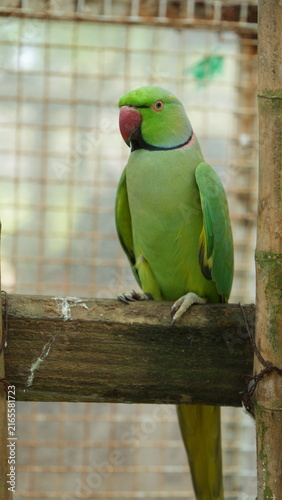 Green parrot clinging to wooden post inside an aviary enclosure
