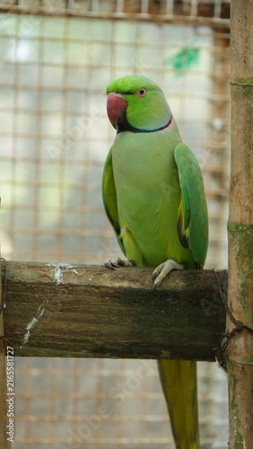 Rose-ringed Parakeet Clinging to Wood Post