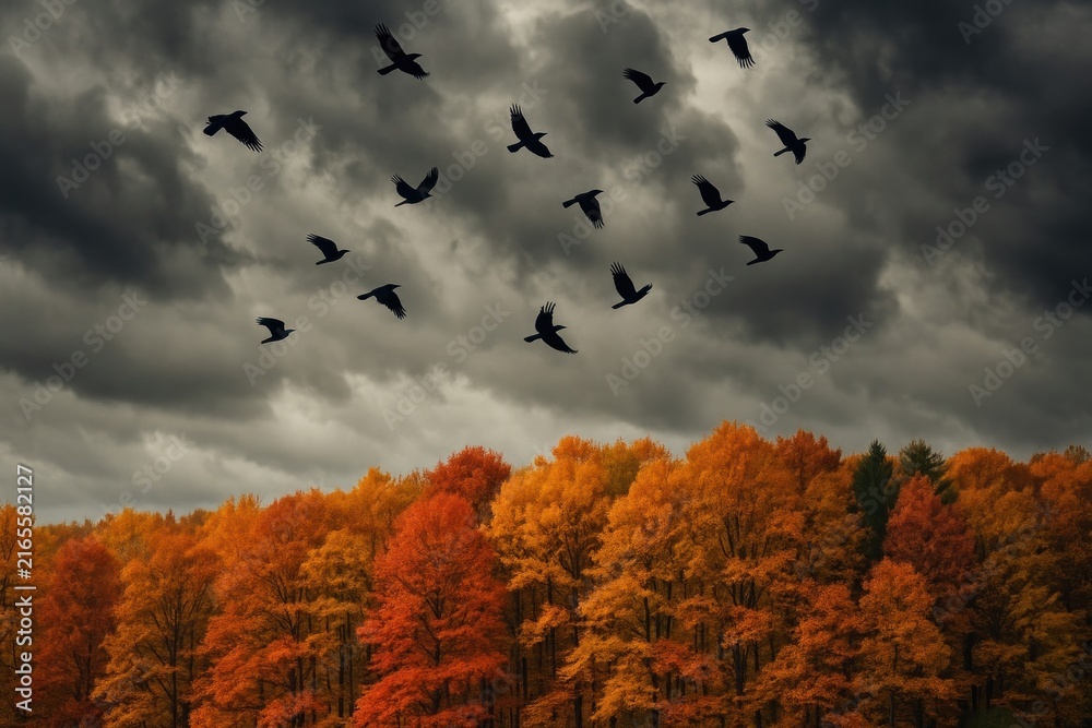 Naklejka premium Crows soar above autumn forest background