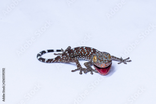 фотографія tokay gecko, gekko gecko, tokek, gecko, lizard, reptile, mouth open, open mouth,