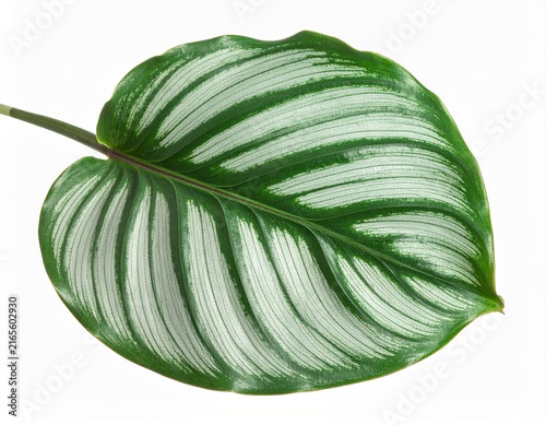 Calathea Orbifolia