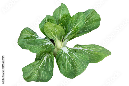 Green Bok Choy Vegetable Isolated on White Background, Pak Choi Chinese Cabbage Isolated on Clean White Background, Brassica rapa subsp