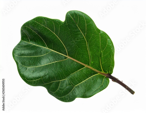 single fiddle leaf fig leaf