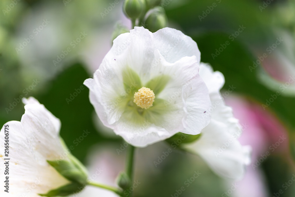 Fototapeta premium White Mallow Blossom in Garden Bloom