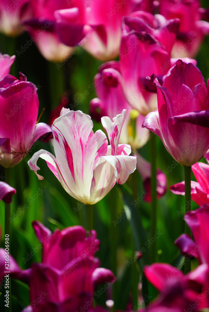 Obraz premium Pink and White Tulips in Bloom