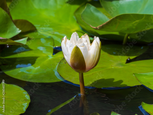 Fotografía White Water Lily Blooming on a Pond with Green Lily Pads