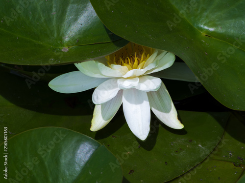 Bild auf Leinwand White Water Lily Blooming Among Green Lily Pads