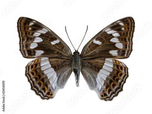 Quadro su tela Beautiful poplar admiral butterfly Limenitis populi isolated on white