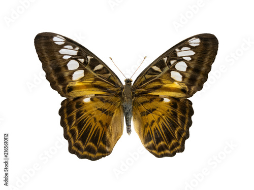 Beautiful brown clipper butterfly Parthenos sylvia isolated on white.