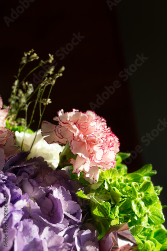 Close up shot of fresh purple hydrangea petals and pink carnation flower in a vibrant bouquet illuminated by warm directional sunlight against a dark dramatic background.