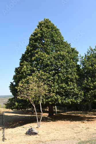 typical chestnut trees in the Village of Santa Cruz de los Cuerragos (ethnographic complex), Zamora province, Castile and Leon, Spain