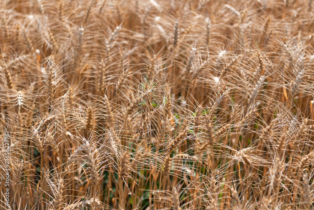Fototapeta premium Barley grain and spikelet. Wheat ears background. Ripe barley field. Barley grain harvest. Crop harvest in summer. Agriculture field with ripe wheat harvest. Countryside farming