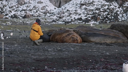 Tourist observing elephant seals at close range