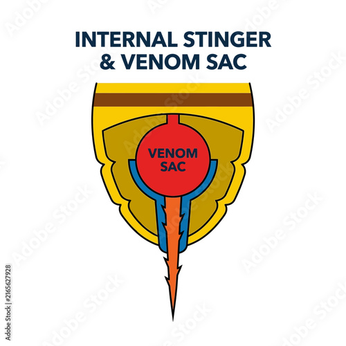 Bild auf Leinwand Simplified scientific diagram of a honeybee stinger and venom sac for child-friendly biology lessons