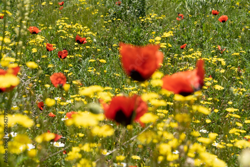 Blooming poppies in a meadow on a sunny day, selective focus