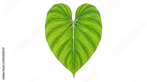 Ein einzelnes, herzförmiges Philodendron-Blatt mit markanter Blattaderung und leuchtend grüner Textur, isoliert auf einem rein weißen Hintergrund für botanische Designs.