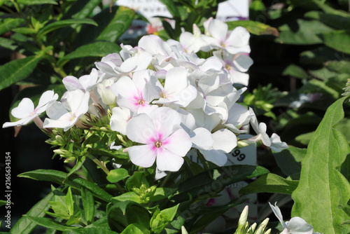 Foto Phlox paniculata [Famous White Eye] ('Appofamwe') (Famous Series)