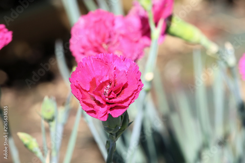 Dianthus 'Devon Wizard'. Close up hot vivid pink double pink flower in summer. 