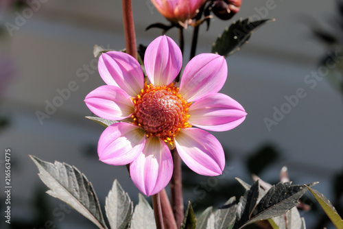 Obraz na płótnie Dahlia 'Dahlegria Pink Flame'