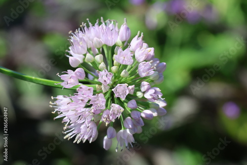 Allium 'Millennium'. Close up of single delicate rose pink allium flower head in summer.   