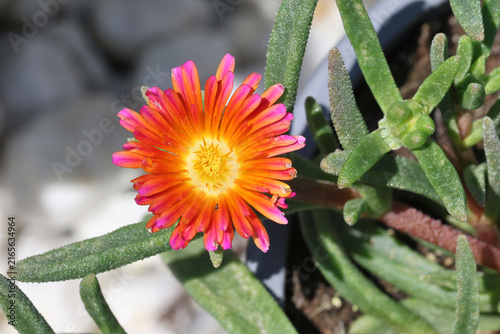 фотографія Delosperma nubigenum [Ocean Sunset Orange Glow] ('T1873') (Ocean Sunset Series)