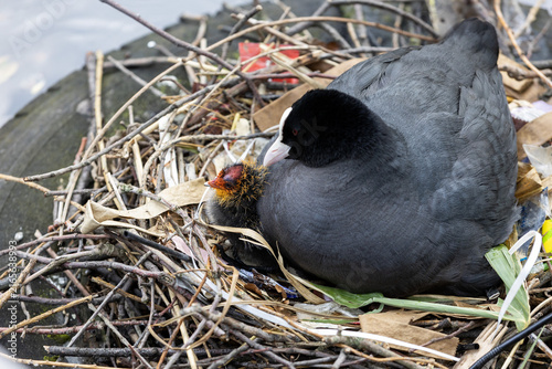 Foto Netherlands. Amsterdam. Coot with Chicks in Its Nest.